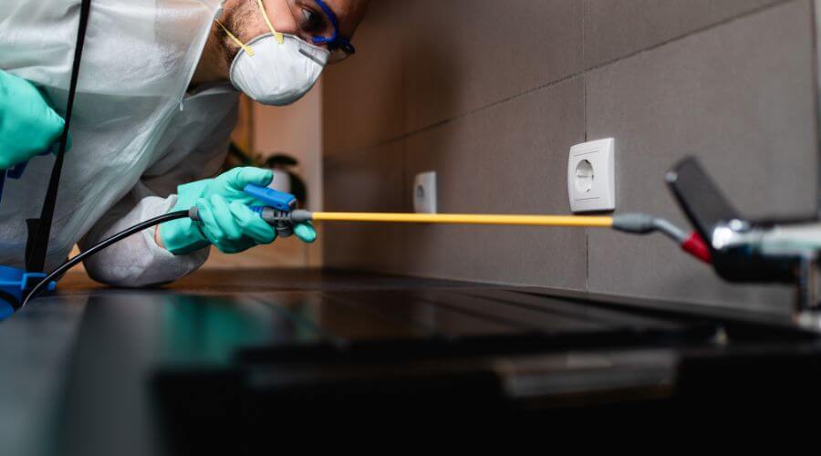 Why choose Orleans Wasp Nest Removal for wasp nest removal in Orleans